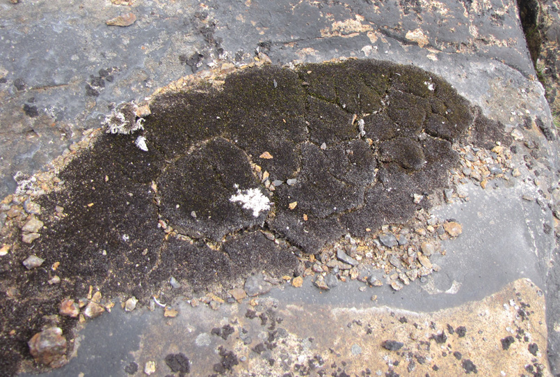 Gymnocolea inflata subsp. acutiloba